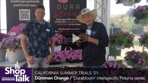 2021 California Summer Trials: Dümmen Orange’s New Interspecific Petunia (Video)