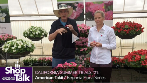 2021 California Summer Trials: Double Begonias at American Takii (Video)
