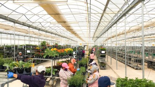 How the Top 100 Growers Are Navigating Horticulture Supply Chain Issues