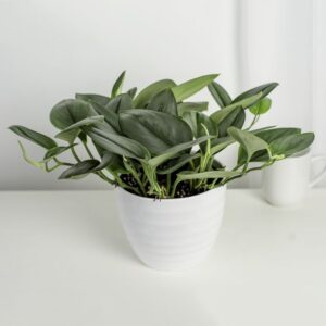 The Houseplant Aficionado: Sterling Silver Scindapsus 'Moonlight' (Costa Farms Trending Tropicals Collection)