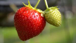 Increase your cash flow with indoor berries