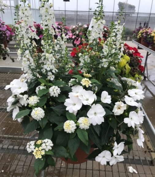 The Container Creator: SunPatiens, Angelissa Angelonia, and Sundance lantana combo container (Sakata Ornamentals)