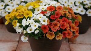 Six Consumer Trends and Plants That Are Made for Them