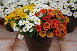 The Carefree Gardener: SuperCal Premium Citrus Mix (Sakata Ornamentals)