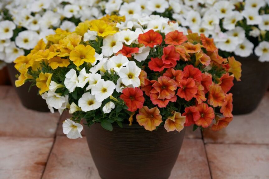 The Carefree Gardener: SuperCal Premium Citrus Mix (Sakata Ornamentals)