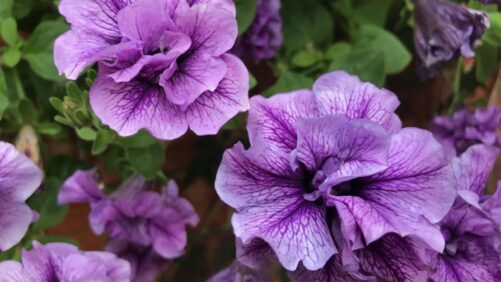 A Few Favorite Petunias Courtesy of a Professed Plant Geek