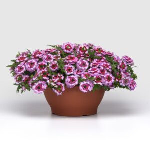 The Carefree Gardener: Verbena 'Beats Purple White' (Selecta)