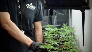 California Cannabis Grower Adding Nearly 250,000 Square Feet of Greenhouse Production