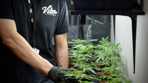 California Cannabis Grower Adding Nearly 250,000 Square Feet of Greenhouse Production