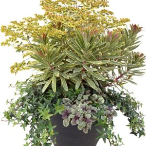 The Container Creator: Woodland Combo Frosted Morning (Kientzler)