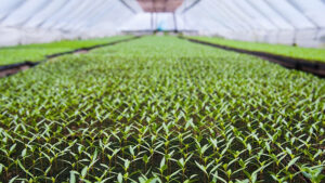 Selecting the Right Growing Media for Your Greenhouse Crop