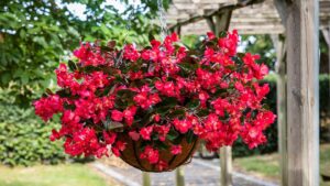 Bright Ideas To Control Flowering In Begonias