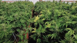 Cannabis Growers Have a New Certified Product Safety Option