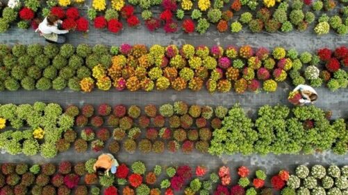 Sustainability in Horticulture Is Focus of New Virtual Conference