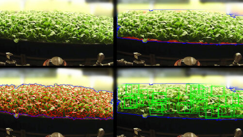 AeroFarms and Nokia Bell Labs Partner to Further AI-Plant Technology