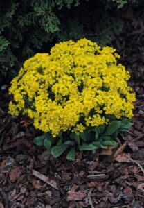 Alyssum saxatile 'Gold Kobold' (Jelitto Perennial Seeds)