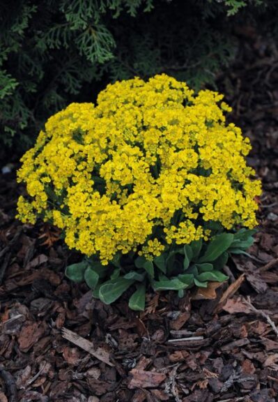 Alyssum saxatile 'Gold Kobold' (Jelitto Perennial Seeds)