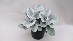 D.S. Cole Launches New 2021-2022 Young Plant Catalog