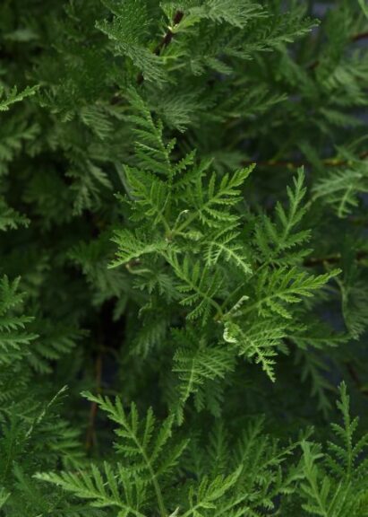 Artemisia 'SunFern' (Darwin Perennials)