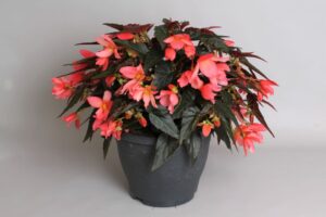 Begonia ‘Rivulet’ (Ball Ingenuity)