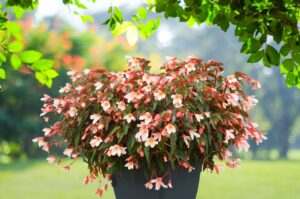 Begonia ‘Waterfall Bicolor’ (Beekenkamp Plants)