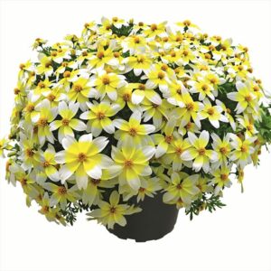 Bidens ‘Spicy Electric White’ (Kientzler North America)