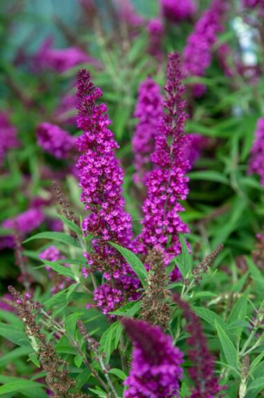 Buddleia Butterfly Towers Magenta or White ((Plant Development Services, Inc./Southern Living Plant Collection/Sunset Plant Collection)