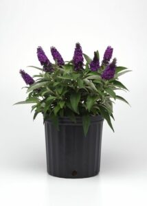 Buddleia ‘Chrysalis’ (Darwin Perennials)