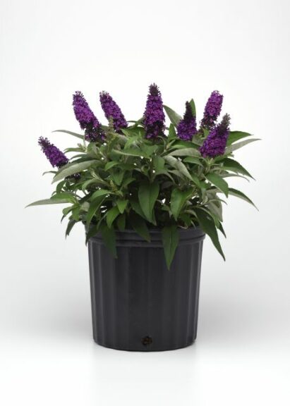 Buddleia ‘Chrysalis’ (Darwin Perennials)