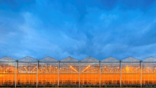 Gain Insights on How the CEA Market Is Rapidly Transforming