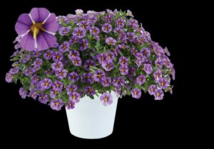 Calibrachoa ‘Colibri Purple Bling’ (Danziger)