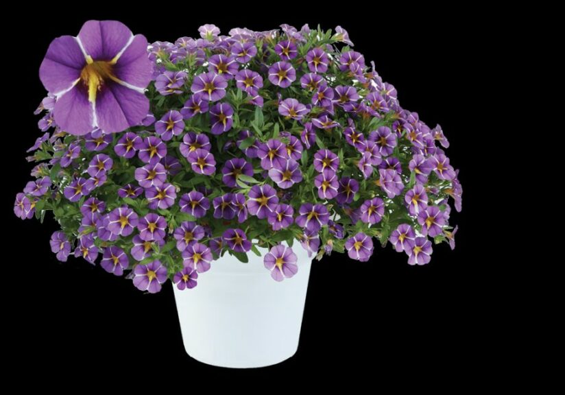 Calibrachoa ‘Colibri Purple Bling’ (Danziger)