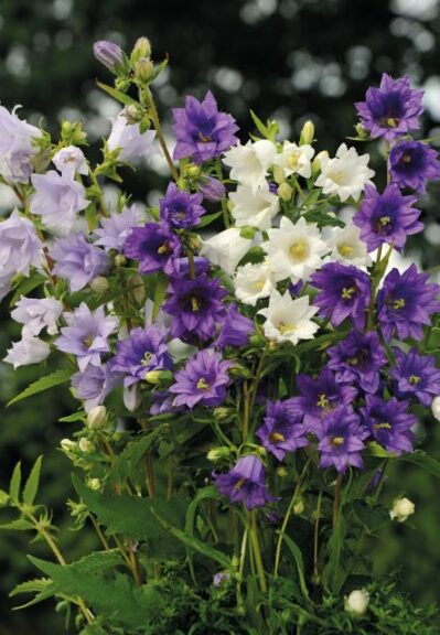 Campanula trachelium 'Flore Plena Mix' (Jelitto Perennial Seeds)