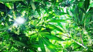 Million-Dollar Investment Will Boost Cannabis Production Research