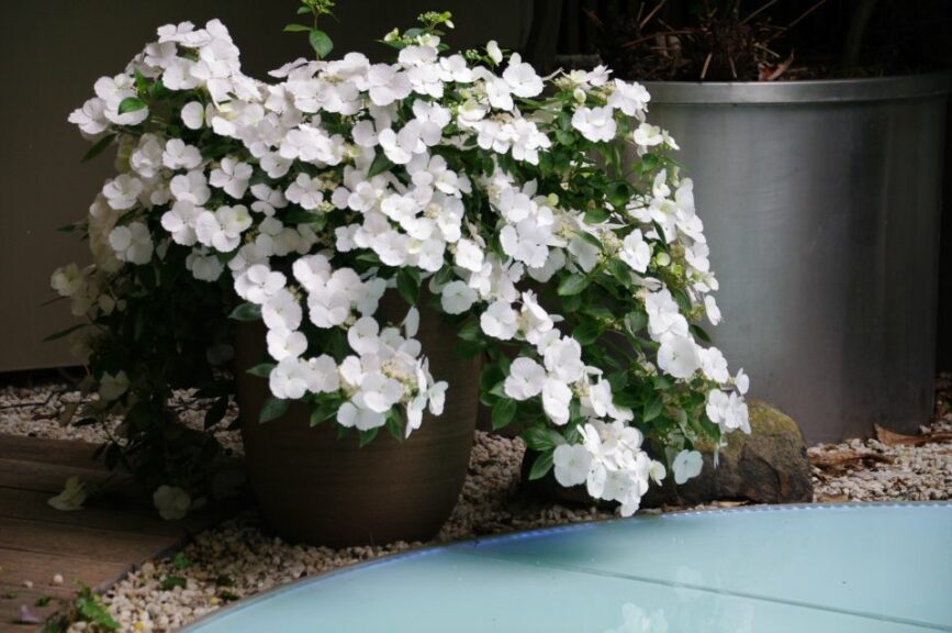 Cascade Hydrangea ‘Fairytrail Bride’ (Spring Meadow Nursery/Proven Winners ColorChoice Shrubs)
