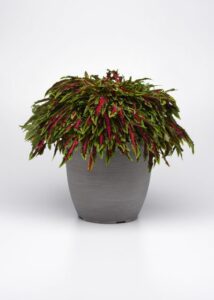 Coleus ‘Spitfire’ (Ball FloraPlant)