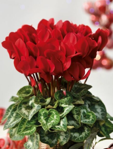 Cyclamen ‘Halios Scarlet Red Evolution’ (Morel Diffusion)