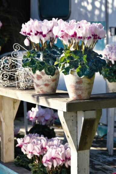 Cyclamen ‘Latinia Success Light Pink With Eye’ (Morel Diffusion)