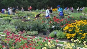 Darwin Perennials Day Takes Place on June 21