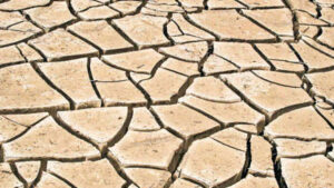 Monrovia Releases New Low Water, High Beauty Guidebook