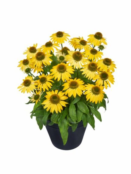 Echinacea MOOODZ Series (Hilverdaflorist)