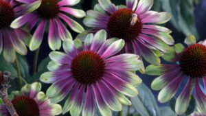 New Ornamental Varieties Guide: Several Plants to Consider for 2022