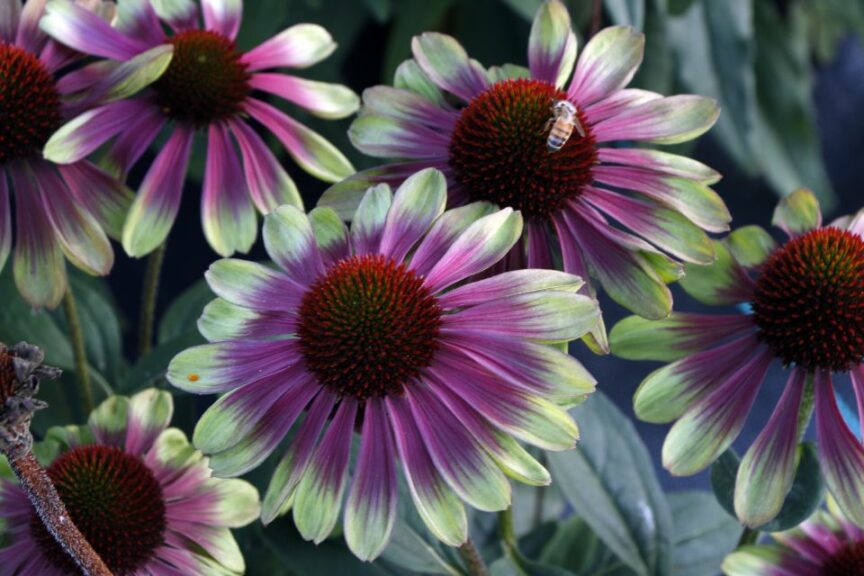 Echinacea 'Sweet Sandia' (Terra Nova Nurseries)