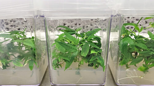 Thwarting a Potential Cannabis Catastrophe With Science