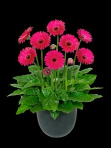 Garvinea Sweet Series (Hilverdaflorist)