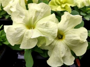 Grandiflora Petunia ‘Limbo Yellow Lime’ (Hem Genetics)
