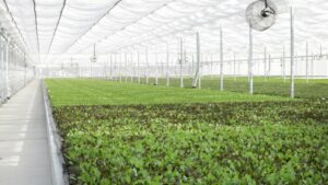 Florida Hydroponic Lettuce Grower Expands