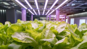 A New Way to Determine Lighting Costs at Your Greenhouse