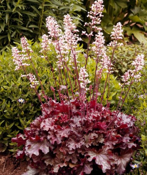 Heuchera 'Ruby Tuesday' (Terra Nova Nurseries)