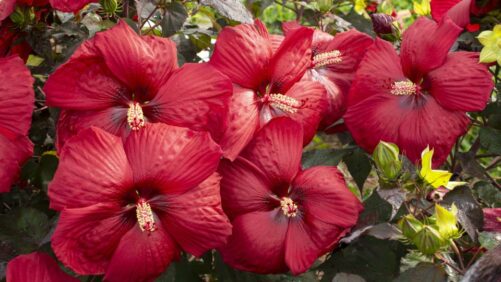 24 New Plant Varieties That Should Be On Your Radar for 2022